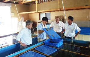 真鶴漁師の岩牡蠣養殖の挑戦｜真鶴岩カキ養殖プロジェクト